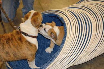Bulldogs at Play time are: Fiona, Henry, Bean, Sylvie, Pudgy and Twinkie....