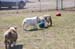 Bean, Fiona and Slyvie at the Play Park