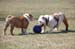 Sylvie and Fiona ... shall we play ball?