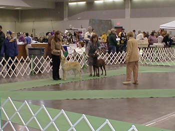 Mary Holsen handling Dancing Bears Althea, Chesapeak, owned by Jared Smith, on left side; her first point at the St. Cloud dog show December of 2007.