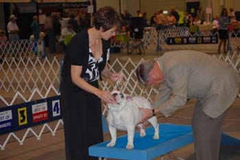 May 30-31, 2009 - Kim Turner and Bean the wrinkly bulldog did wonderful, winning their puppy class but losing to some stiff competition over the weekend. (A bulldog made it to best of show on Saturday, so that means it was tough competition!) 